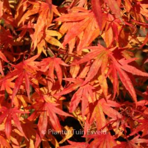 Acer palmatum 'Ko-chidori'