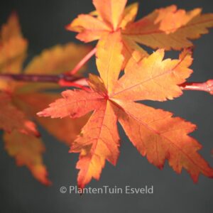 Acer palmatum 'Kohya-madani-nishiki'