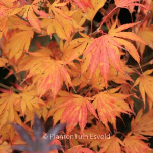 Acer palmatum 'Koko'