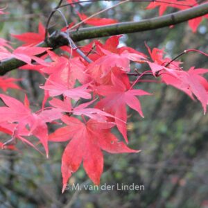 Acer palmatum 'Korean Gem'