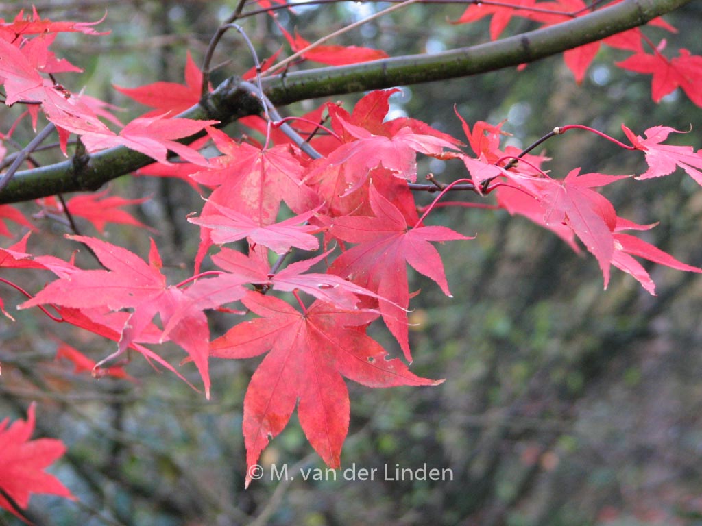 Acer palmatum 'Korean Gem'