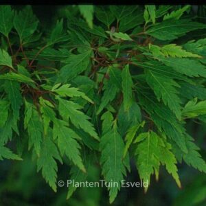 Acer palmatum 'Koshi-mino'