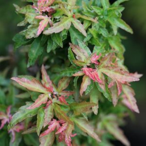 Acer palmatum 'Koto-hime'