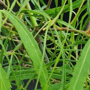 Acer palmatum 'Koto-ito-komachi'