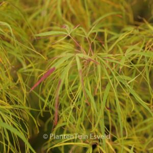 Acer palmatum 'Koto-no-ito'