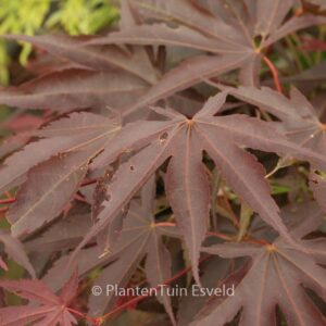 Acer palmatum 'Kuni-no-sato'