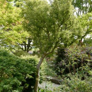 Acer palmatum 'Kurui-jishi'