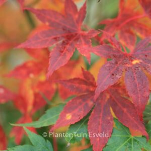 Acer palmatum 'Kuzu'