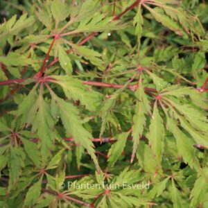 Acer palmatum 'Kyogu-shidare'