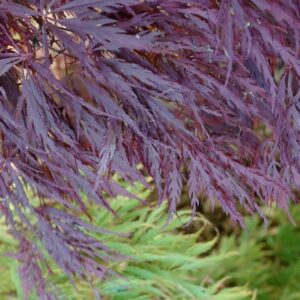 Acer palmatum 'Lace Lady'