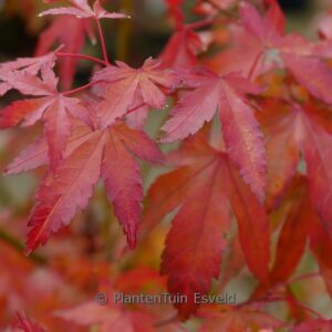 Acer palmatum 'Lady's Choice'