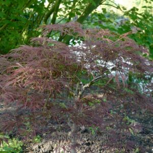 Acer palmatum 'Laura's Love'