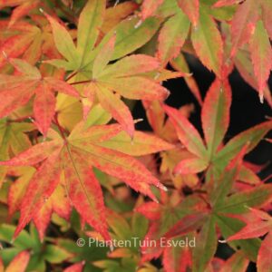 Acer palmatum 'Lucky Star'