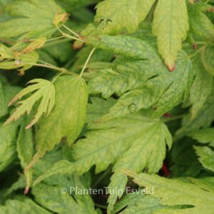Acer palmatum 'Mimaye'