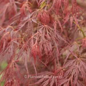 Acer palmatum 'Mioun'