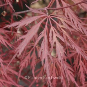 Acer palmatum 'Mischa'