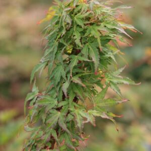 Acer palmatum 'Miss Piggy'