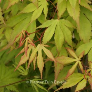 Acer palmatum 'Misty Moon'