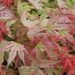 Acer palmatum 'Momoiro-koyasan'