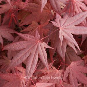 Acer palmatum 'Moonfire'