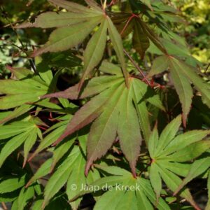 Acer palmatum 'Mori-no-miya'