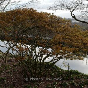 Acer palmatum 'Murasaki-kiyohime'