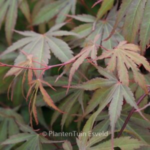 Acer palmatum 'Murasaki-yama'