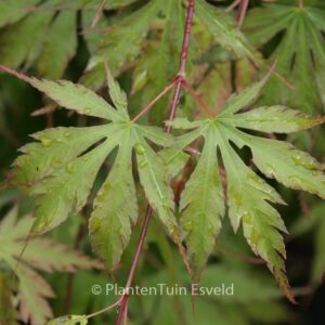 Acer palmatum 'Nagisa-hime'