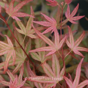 Acer palmatum 'Naniwa-beni'