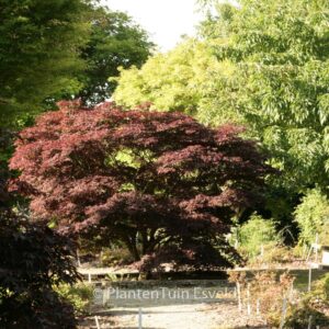 Acer palmatum 'Nigrum'