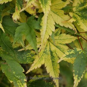 Acer palmatum 'Nishiki-gasane'
