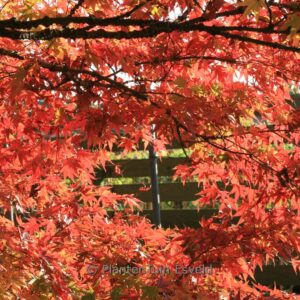 Acer palmatum 'Nishiki-gawa'