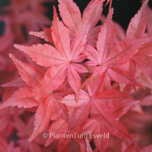 Acer palmatum 'Nishiki-no-murasaki'