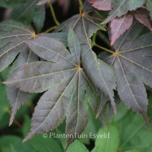 Acer palmatum 'Nomura-kohyoh'
