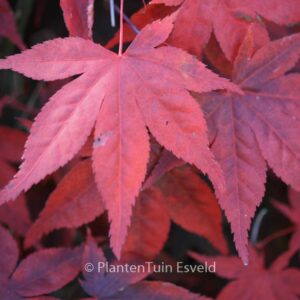 Acer palmatum 'Noto'