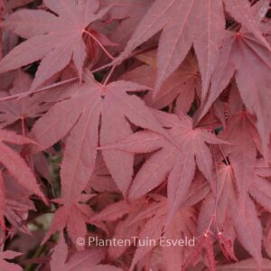 Acer palmatum 'Novum'
