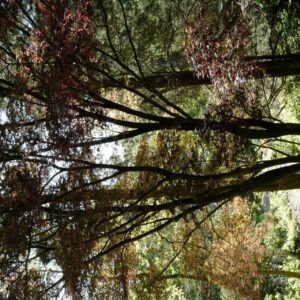 Acer palmatum 'Nure-sagi'