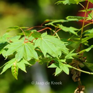 Acer palmatum 'Obata'
