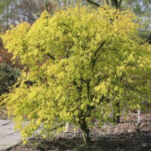 Acer palmatum 'Omura-yama