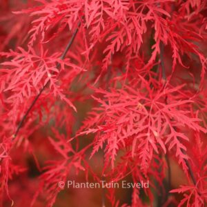 Acer palmatum 'Orangeola'