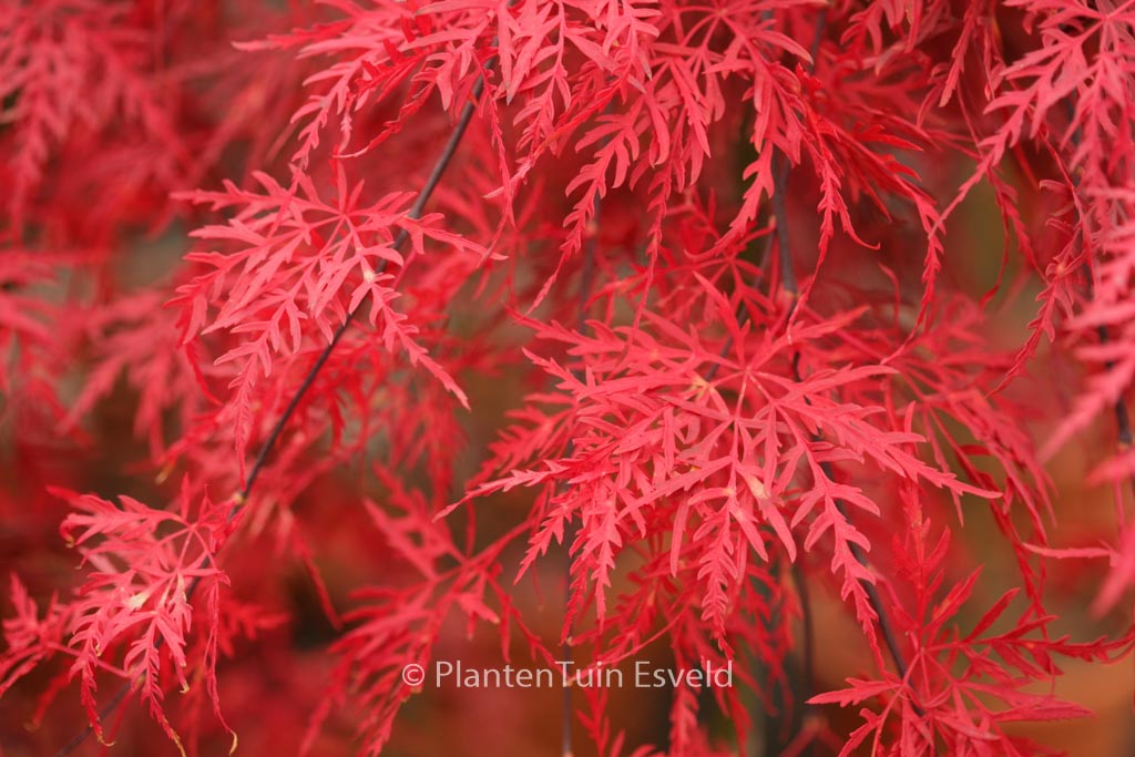 Acer palmatum 'Orangeola'