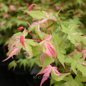 Acer palmatum 'Oridono-nishiki'