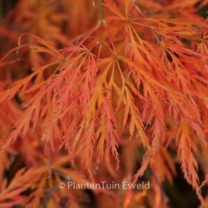 Acer palmatum 'Ornatum'