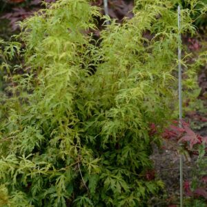 Acer palmatum 'Patsy'
