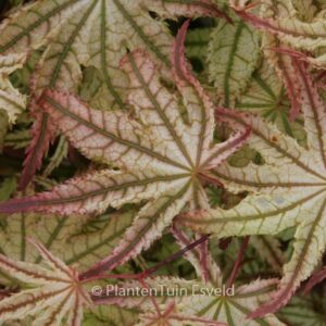 Acer palmatum 'Peaches and Cream'