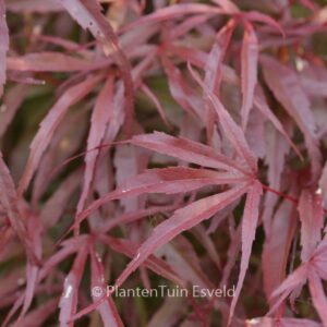 Acer palmatum 'Peve Dave'
