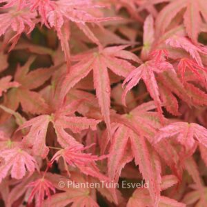 Acer palmatum 'Phoenix'