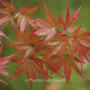 Acer palmatum 'Pixie'