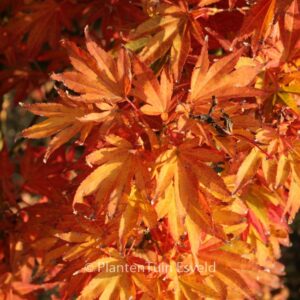 Acer palmatum 'Purpureum'