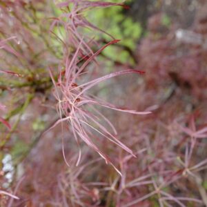 Acer palmatum 'Purpureum Angustilobum'